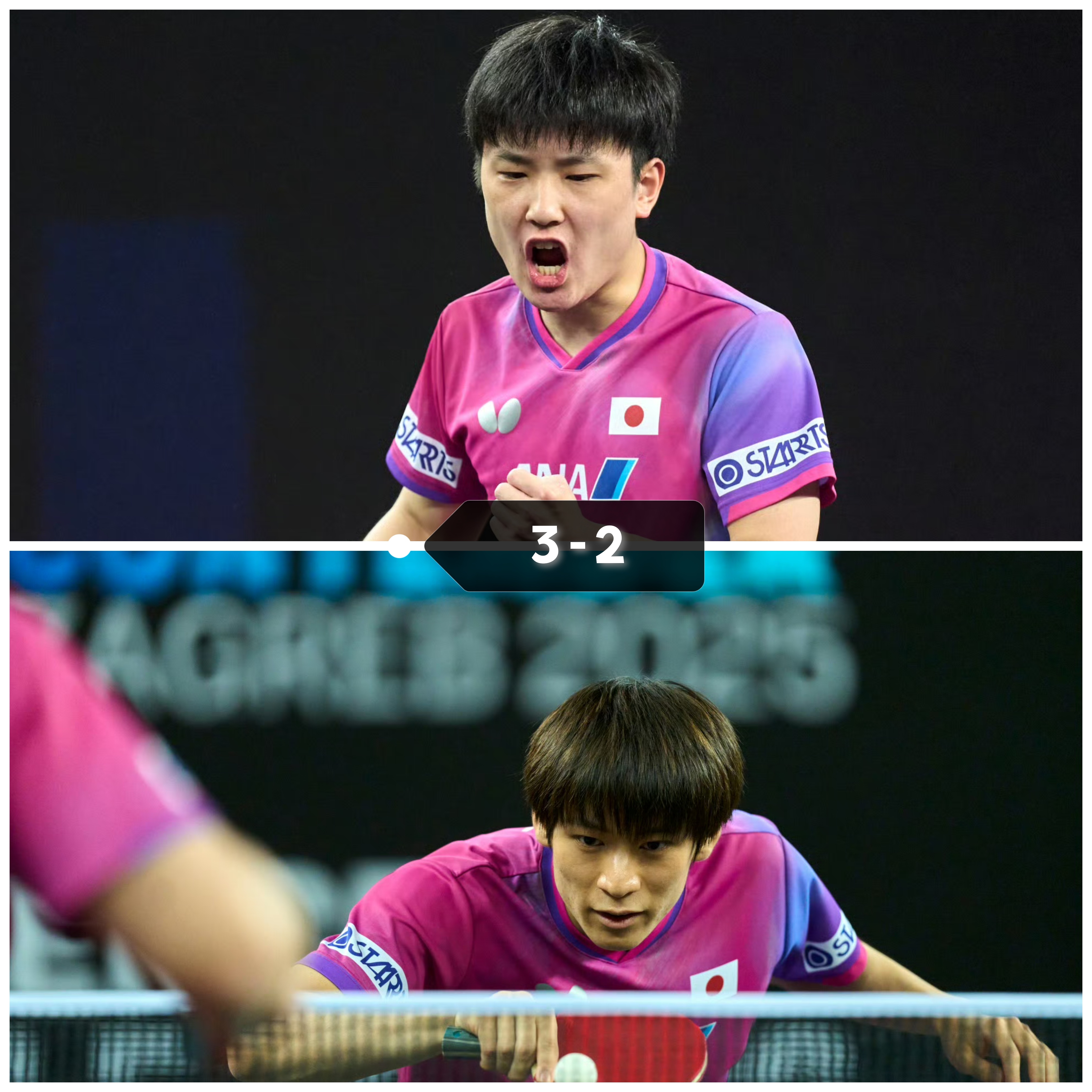 关于瑞典队翻盘法国队，张本智和状态火热的信息