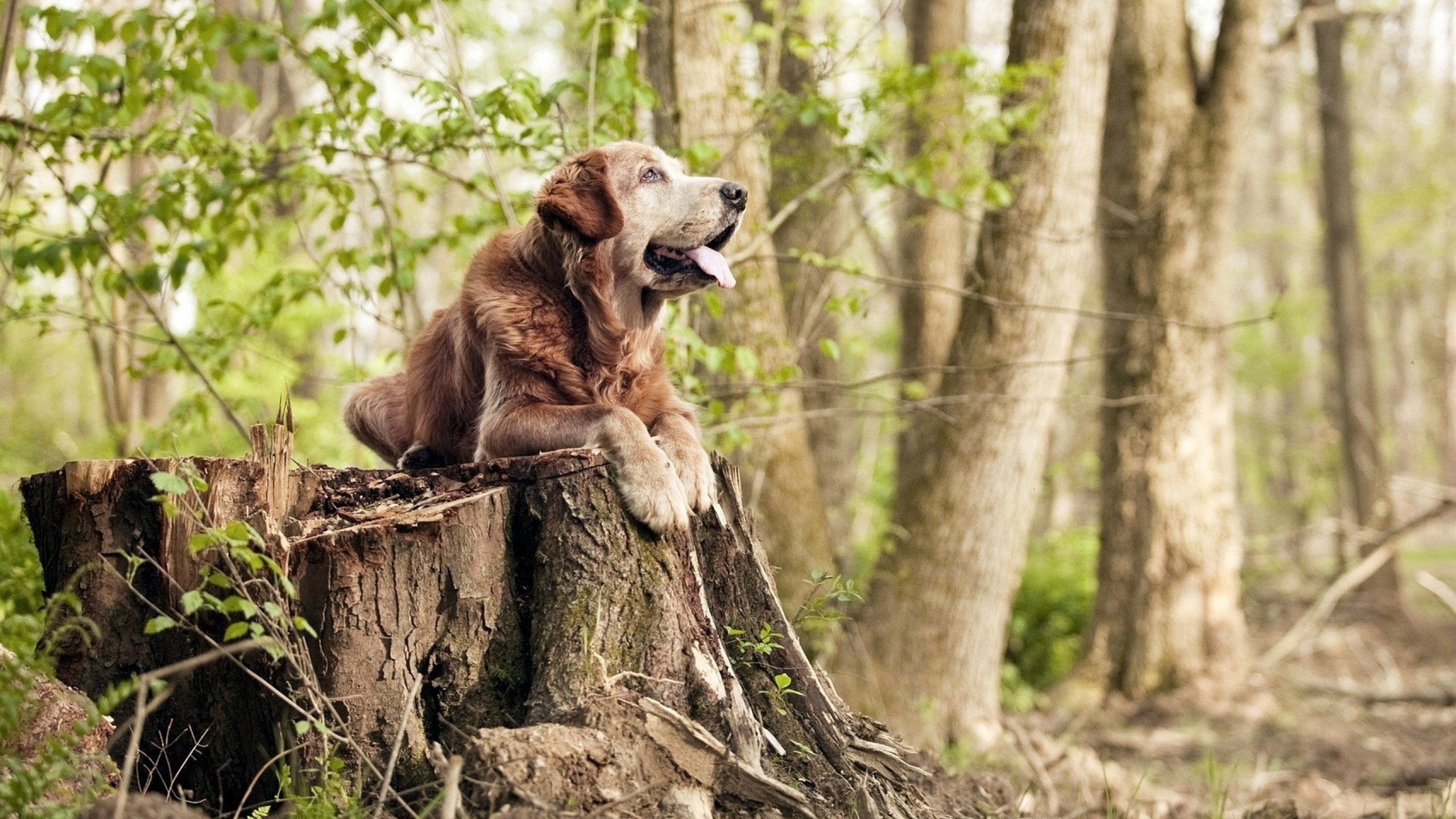 奇才冲垮骑士，利拉德总决赛接管，当孤胆英雄改写历史